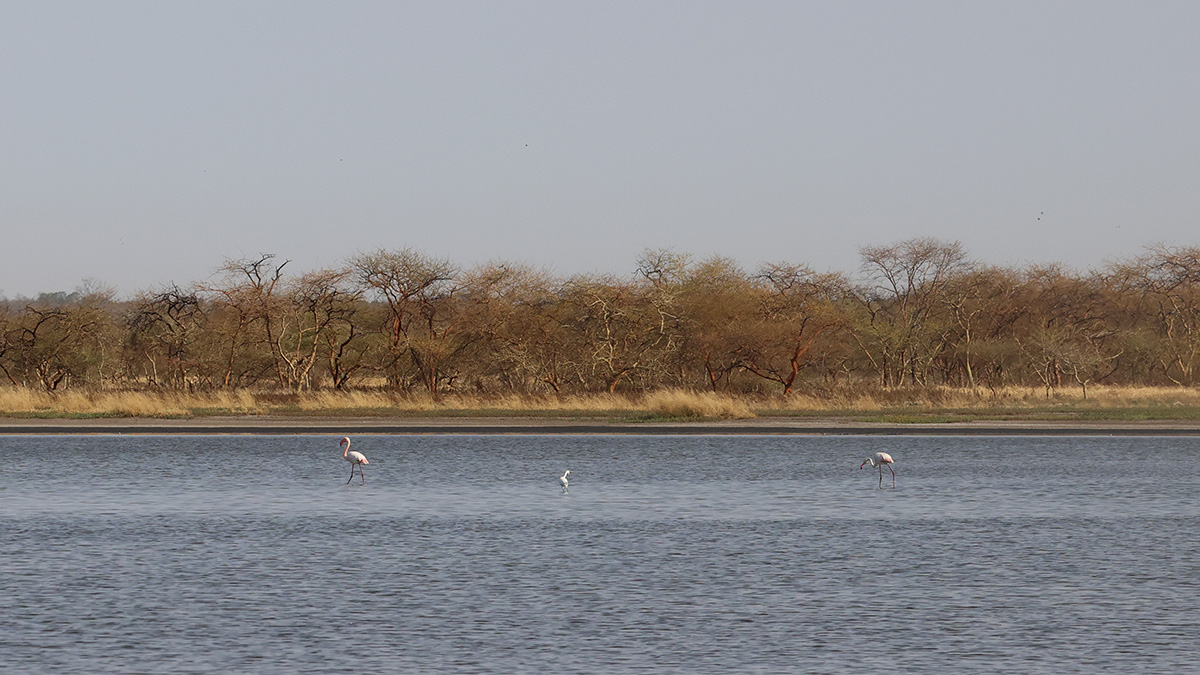 Greater Flamingo